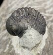 Bargain, Gerastos Trilobite Fossil - Morocco #52157-1